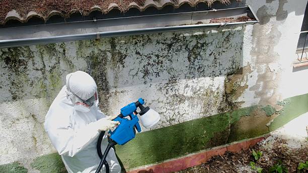 Mold Removal service in Rockford